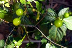 Horta Tapayuna. Foto: Kokohrektxi